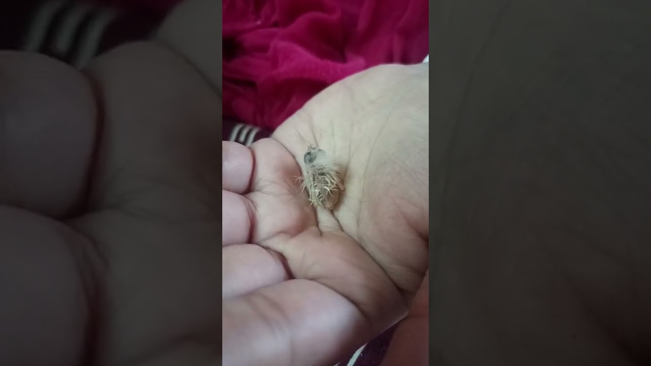 finch bird baby hand feeding