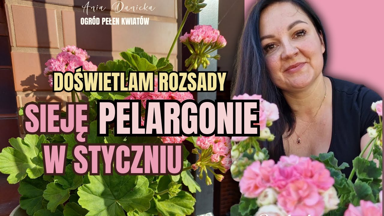 Sieję pelargonie w styczniu || Pokazuję jak doświetlam rozsady || Pelargonie zimowane na parapetach