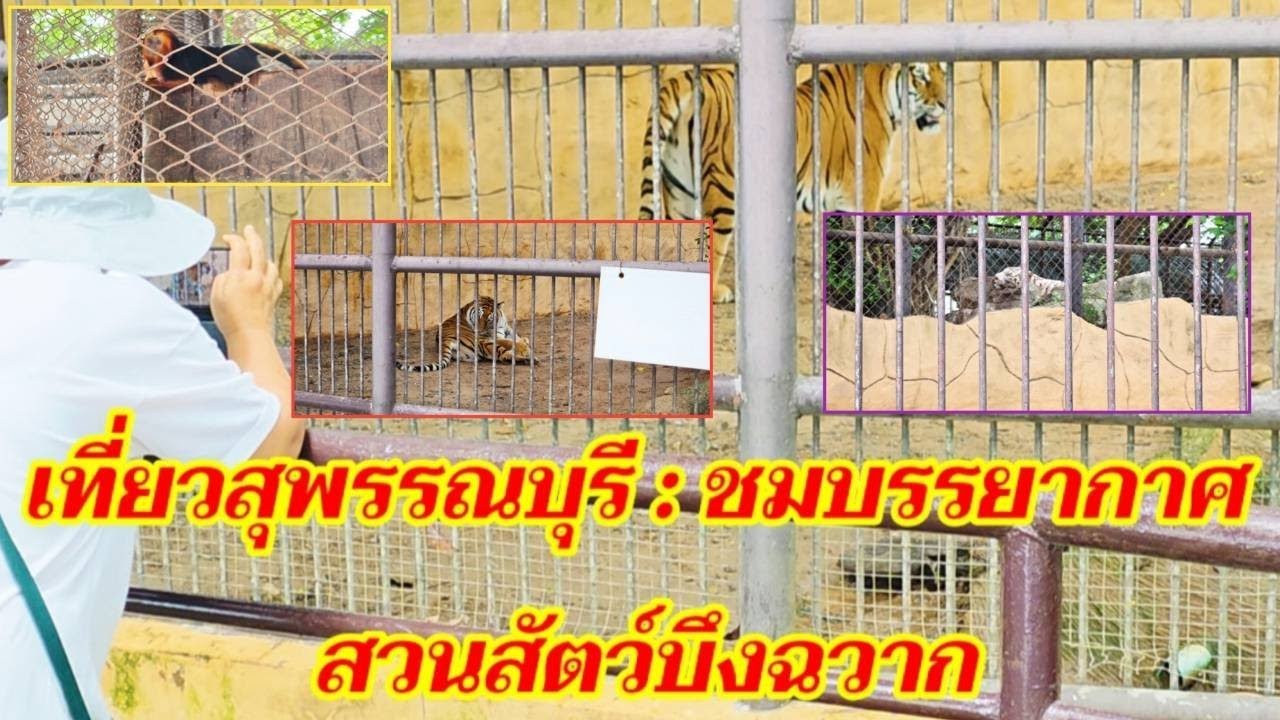 เที่ยวสุพรรณบุรี : ชมบรรยากาศสวนสัตว์บึงฉวาก @sansonyoutube 