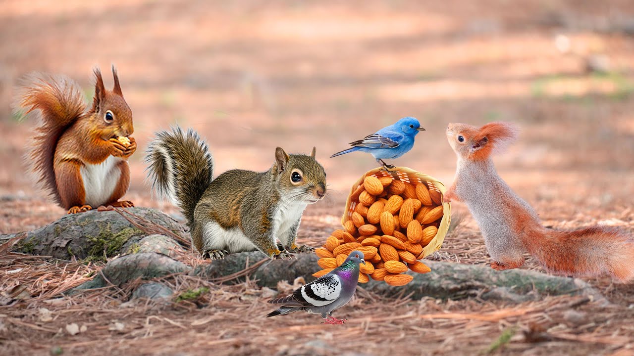Non-Stop Cat Videos 📺 Squirrels & Birds Find Food in the Forest🦜🥜 CAT TV To Prevent Boredom