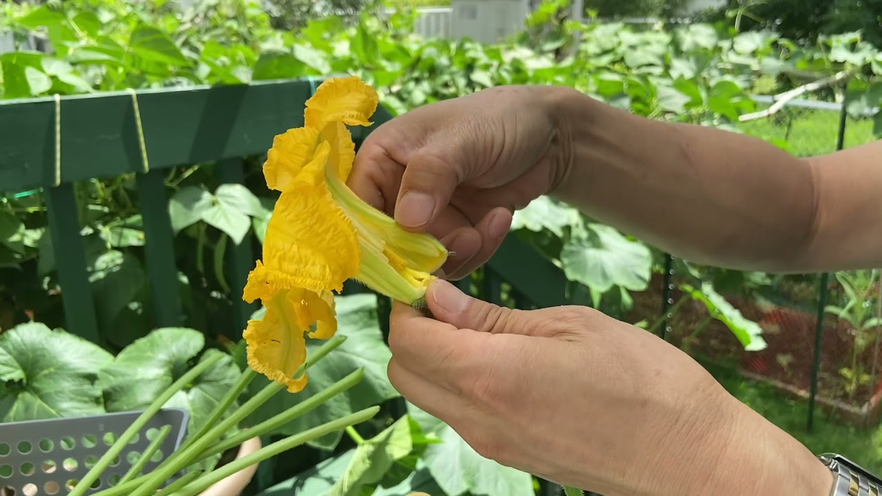 南瓜花瓜苗真好吃！可是剥南瓜花绝对是个技术活儿！