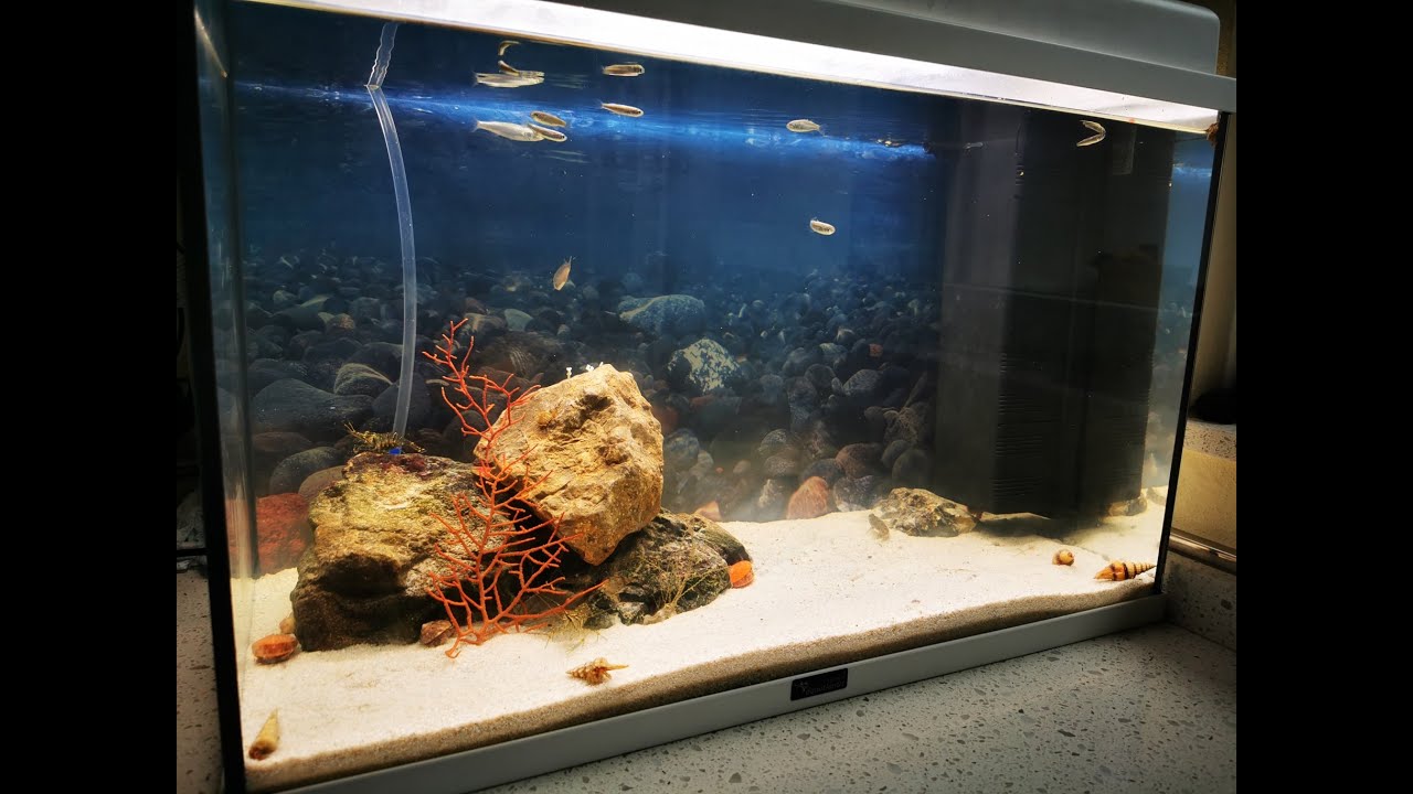 Cómo monté mi ACUARIO MARINO del MEDITERRÁNEO