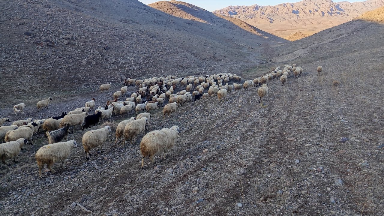 رفتن به خونه 