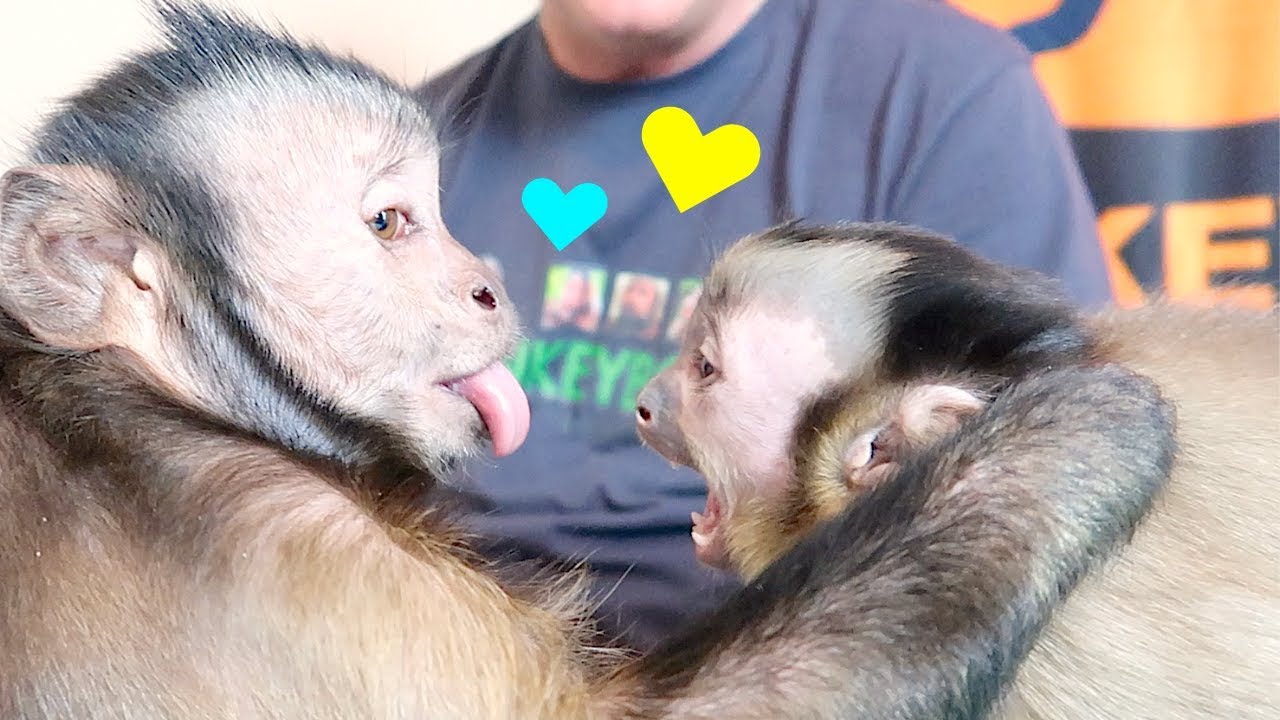 Capuchin Monkeys Cuddling & Wrestling!
