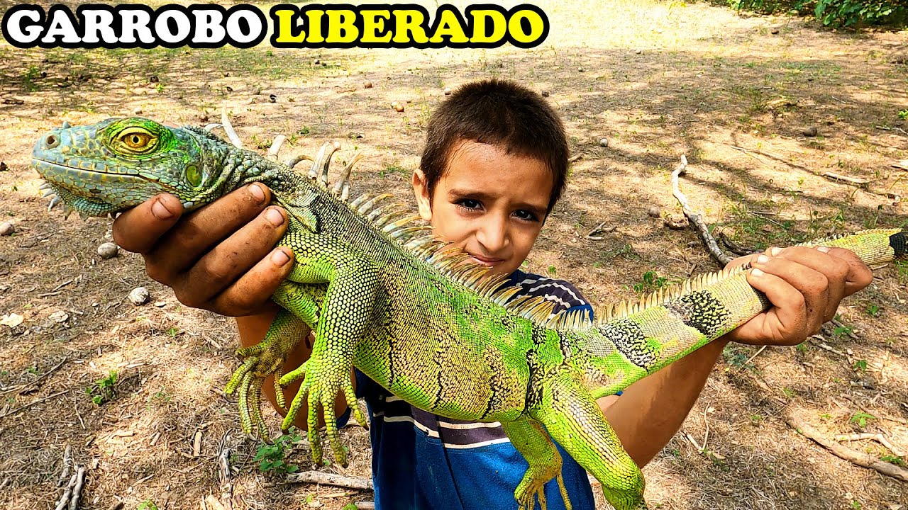 UNA CAPTURA DE PELÍCULA! ASÍ ATRAPAN ESTE ENORME GARROBO VERDE