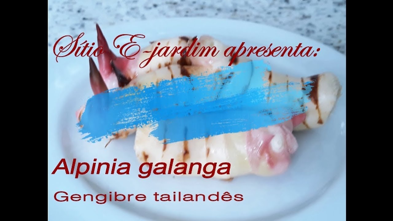 Galangal ou gengibre-tailandês (Alpinia galanga)
