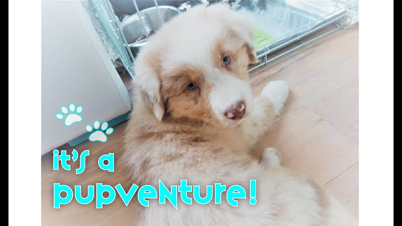 Red Merle Australian Shepherd Puppy 8-12 Weeks Journey | Blink
