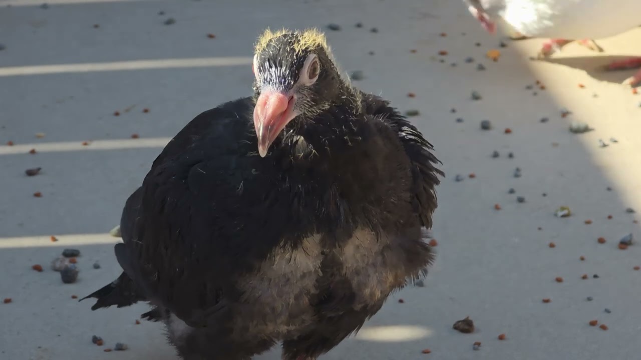 Dişi Erkek T&uuml;m G&uuml;vercinleri Aynı Anda U&ccedil;urdum 