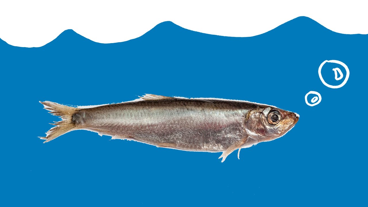 Return of the Sprat - vital small fish thrive in Clyde Sea