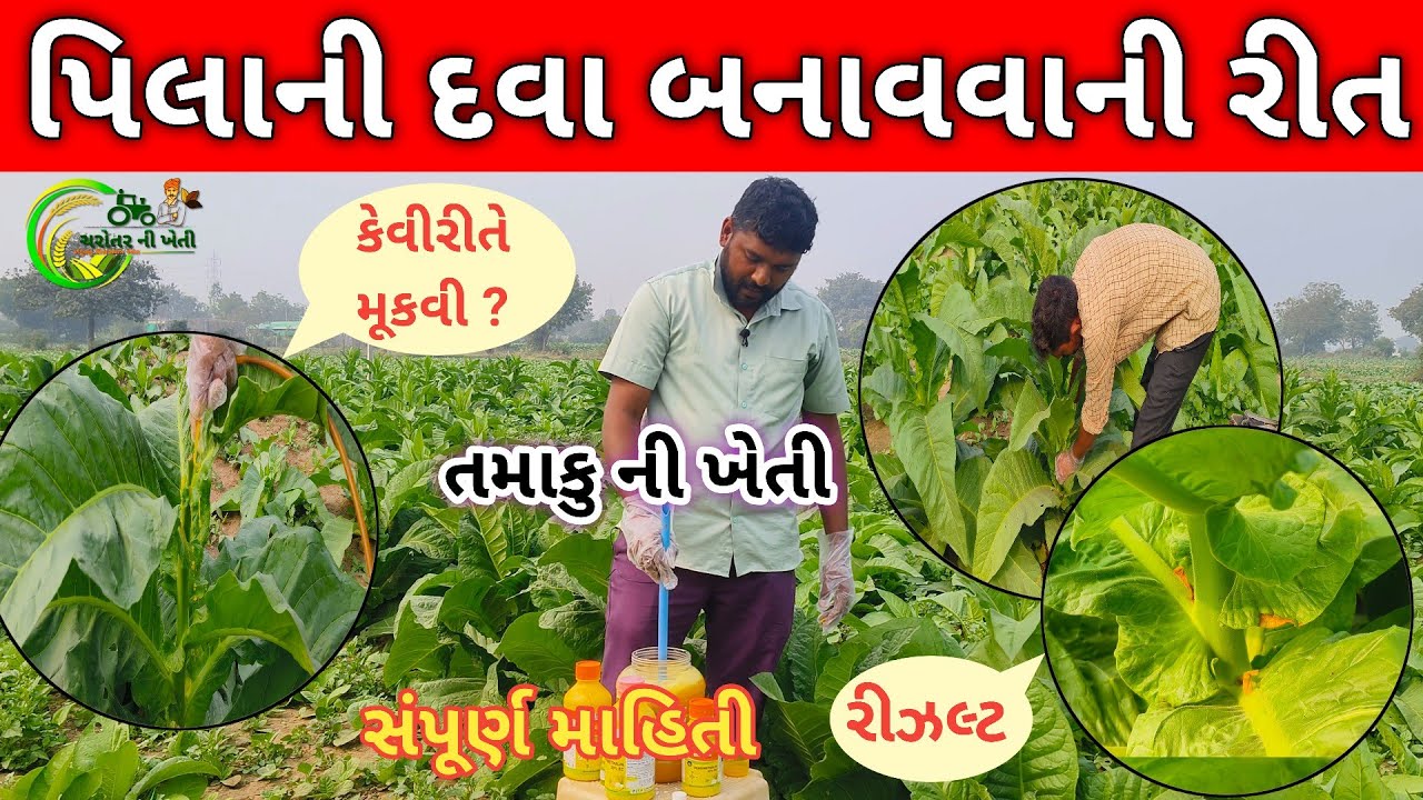 તમાકુ પાકમાં પીલાની દવા બનાવવાની રીત || તમાકુ ની ખેતી || Tobbaco Farming