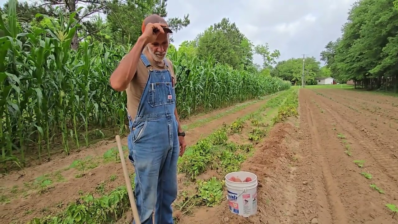 Tater TIME ! Garden Update May 16