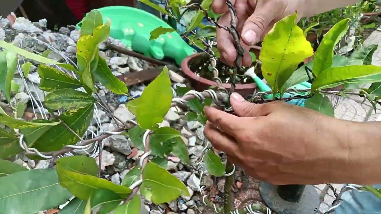 Vô dây kẽm chỉnh sửa cho cây Mai vàng chơi tết 🌲