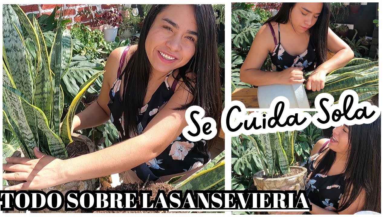 Cómo CUIDAR la planta LENGUA de SUEGRA (SANSEVIERIA TRIFASCIATA 