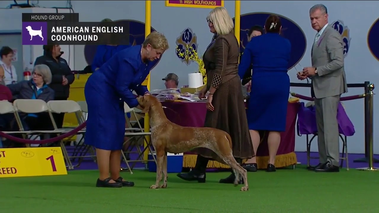 American English Coonhounds | Breed Judging 2019