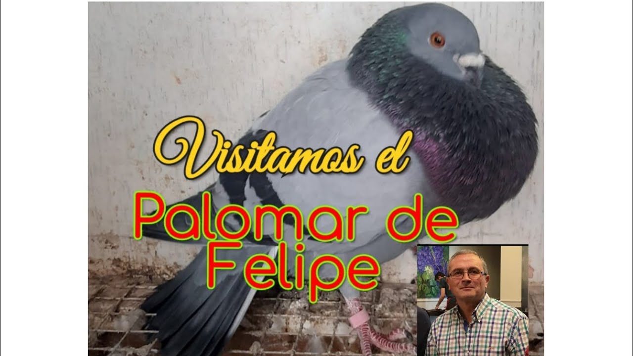 📸Grabaci&oacute;n y visitamos la casa Felipe de la Roda, Criador del Chato manchego y Palomos Ladrones