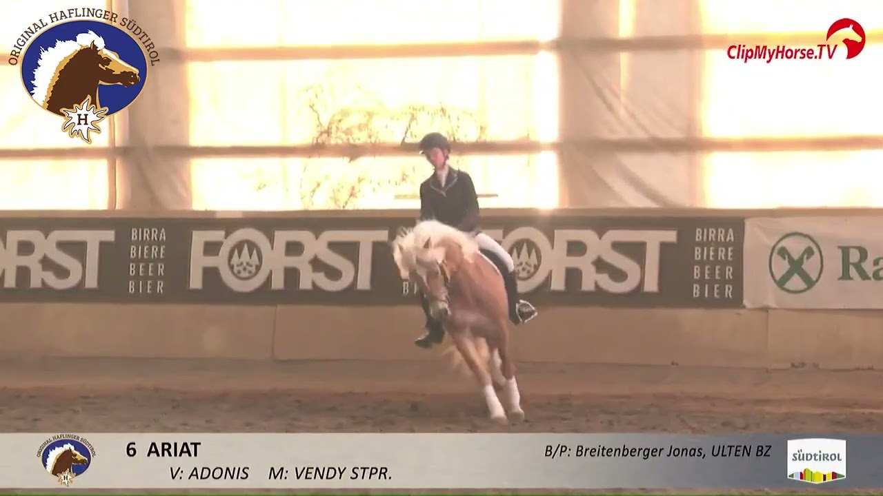 Hengstkörung 2026 - ARIAT