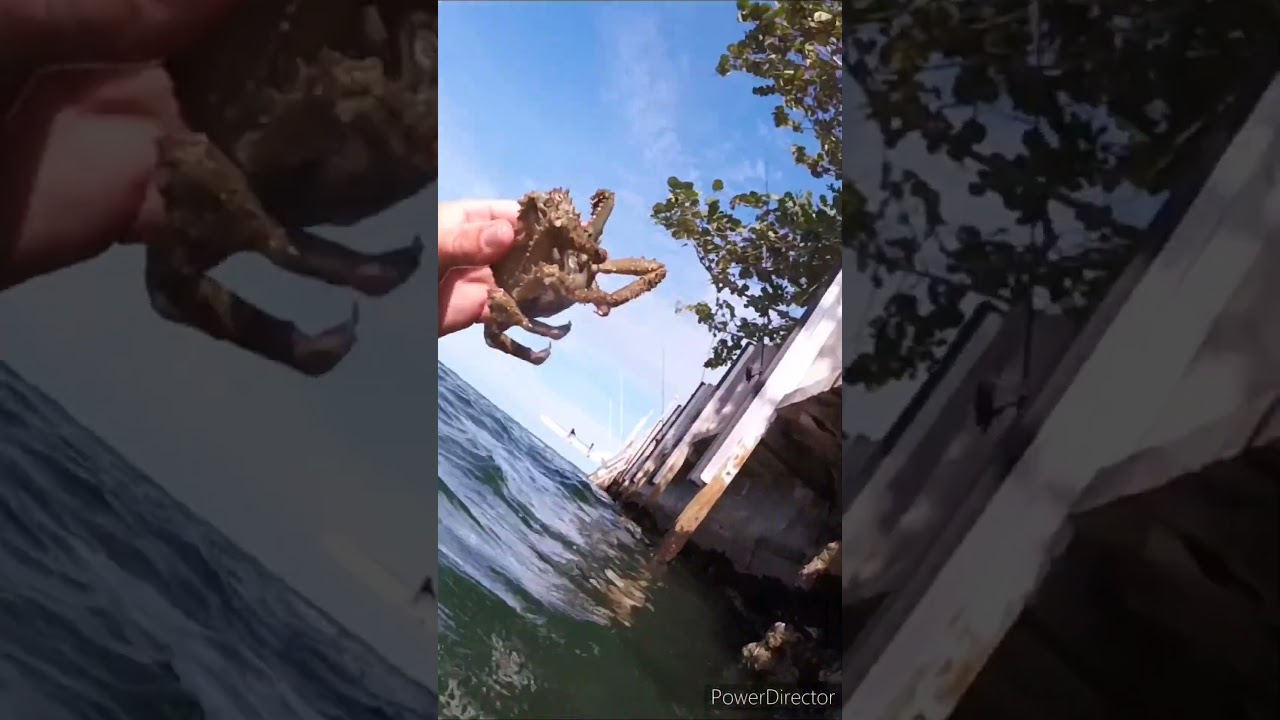 Snorkeling in Marathon, FL + Hawksbill sea turtle  