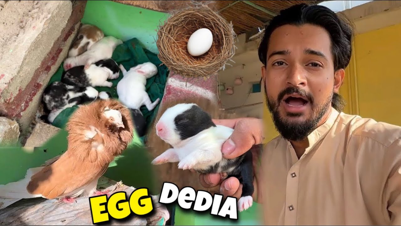 Pigeons ne Rabbit House k Ander Egg de dia🪺