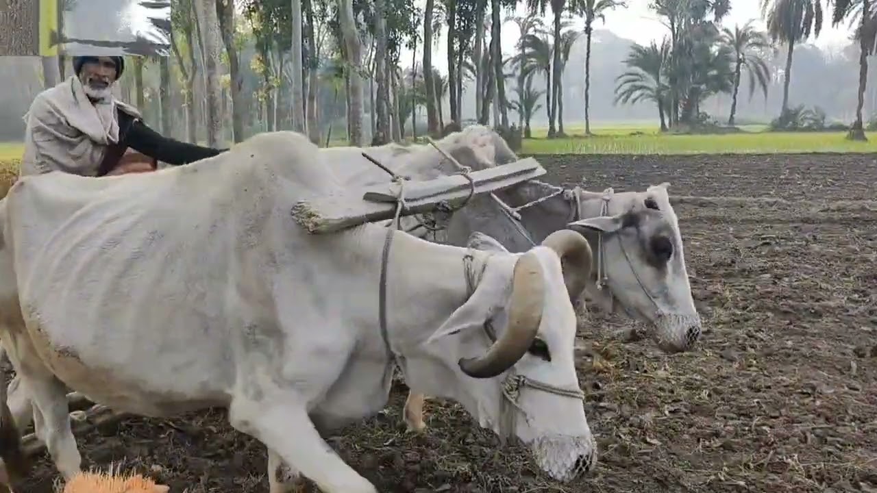 জমিতে মই দেয়া হচ্ছে #youtubevideos# 