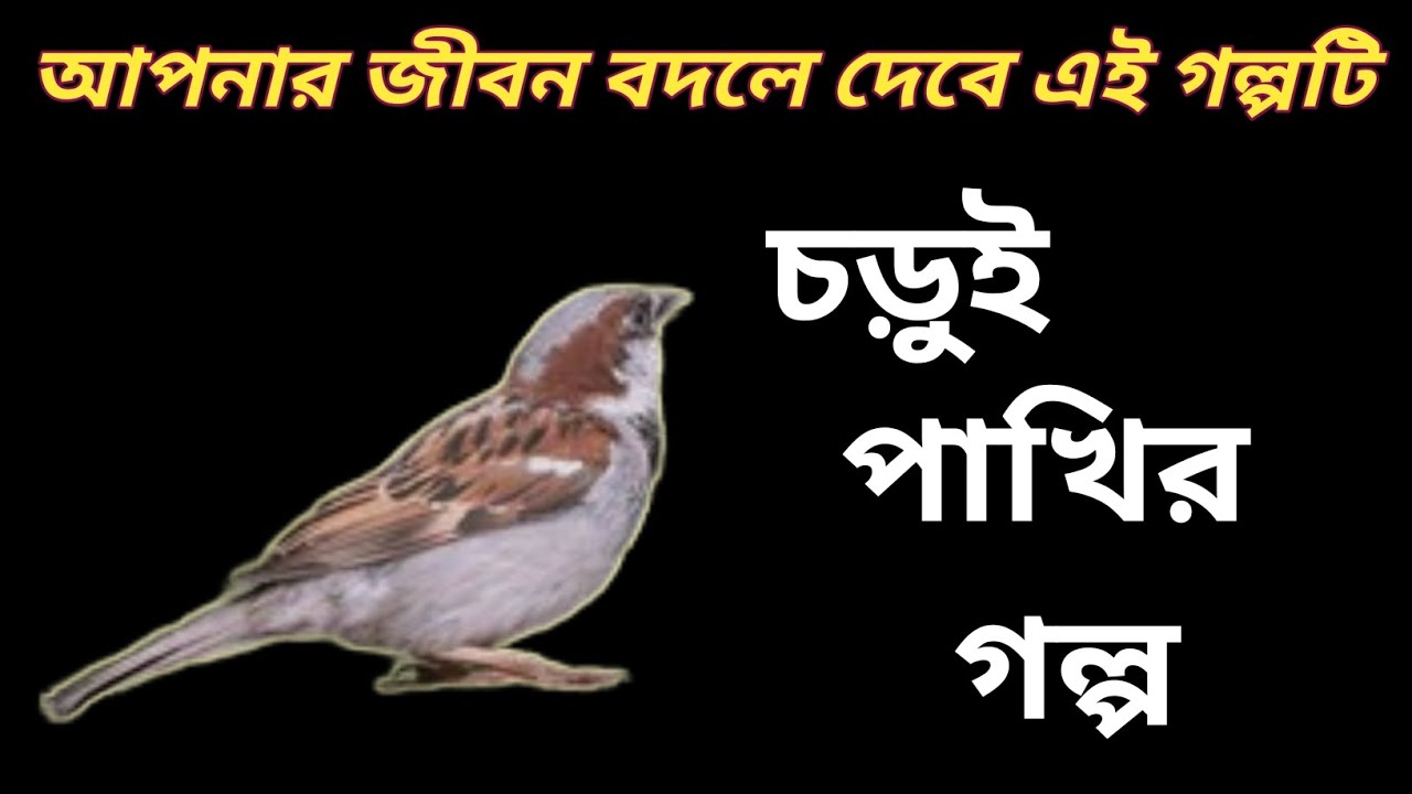 একটি চড়ুই কাছ থেকে শিখুন সংঘর্ষ ই জীবন || 