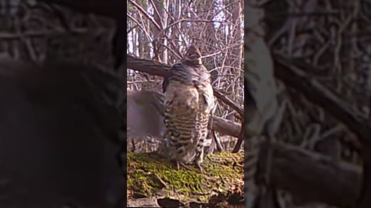 Drumming Grouse 