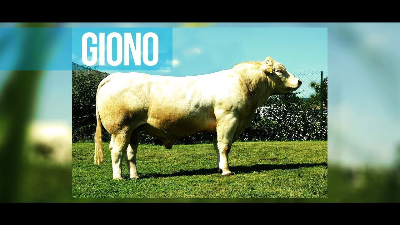 GIONO - Un pedigree original performant