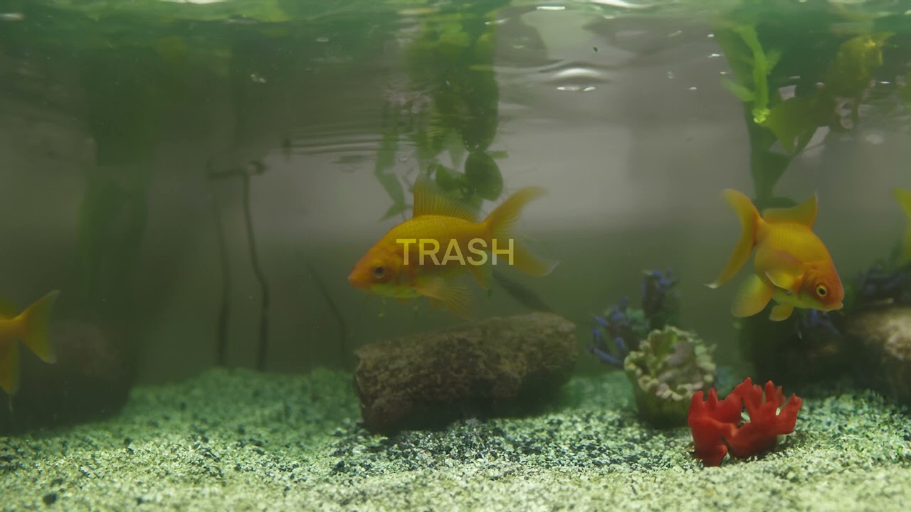Baby Franco - Trash (Audio)