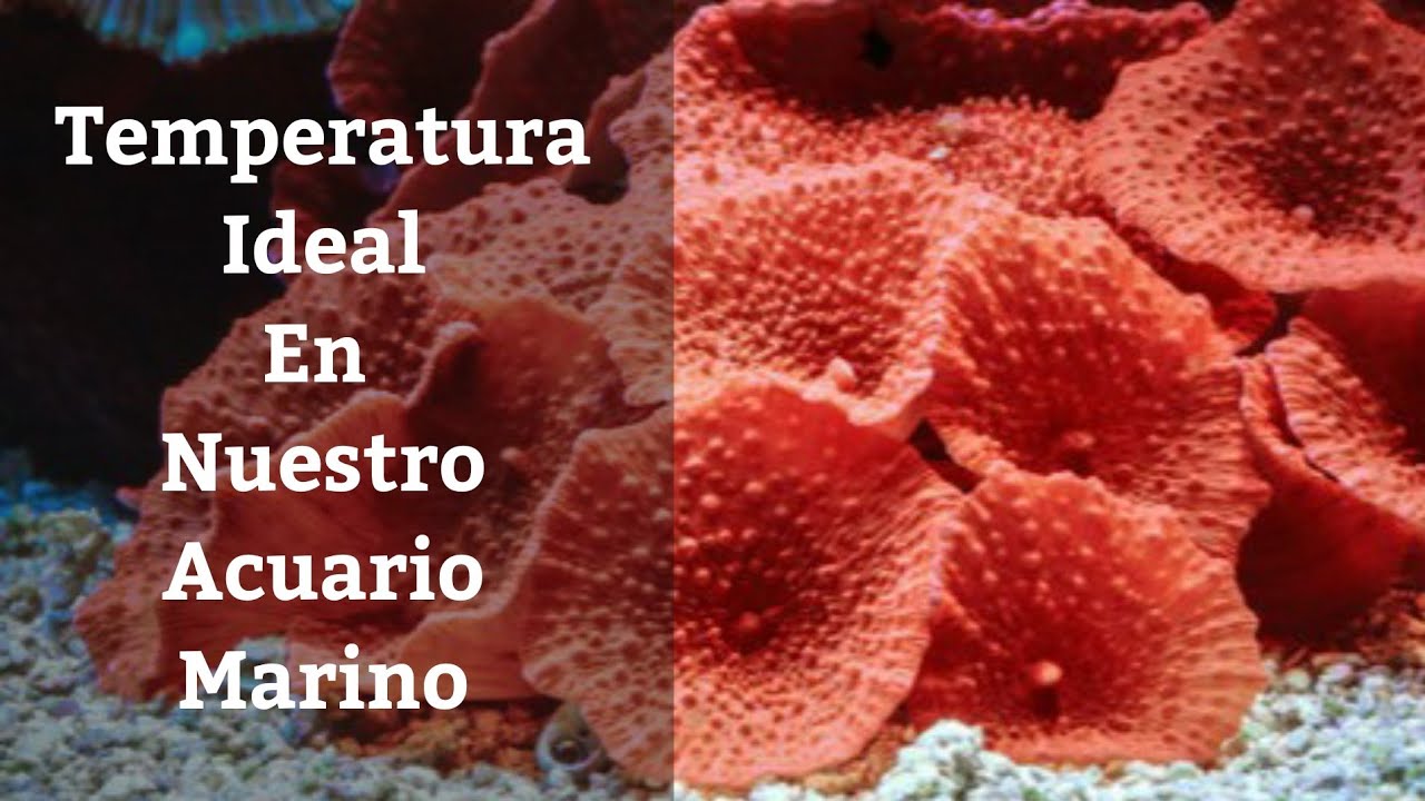 🔵 Temperatura Ideal En Nuestro Acuario Marino Para Peces Y Corales  (Acuarios MB)