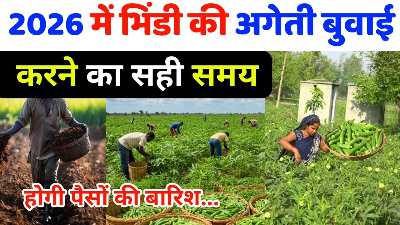 2026 में भिंडी की अगेती बुवाई करने का सही समय | Bhindi ki kheti kaise karen | Bhindi ki kheti