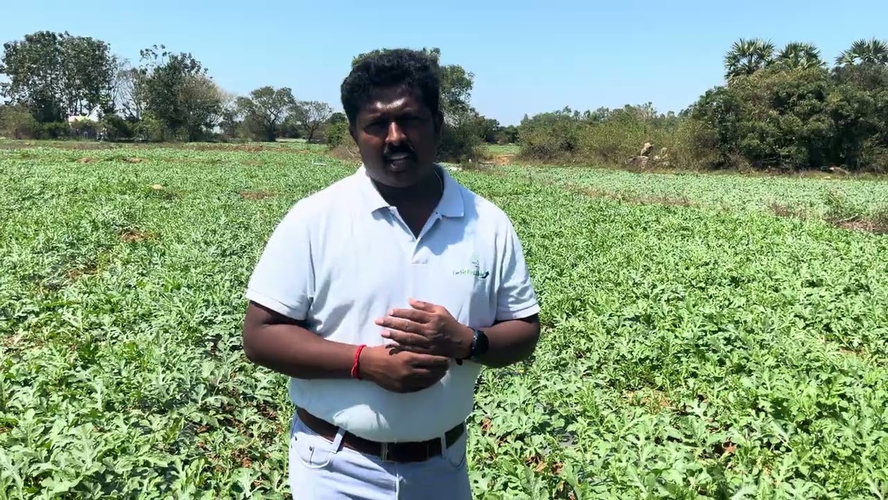 How to control Watermelon downy mildew.