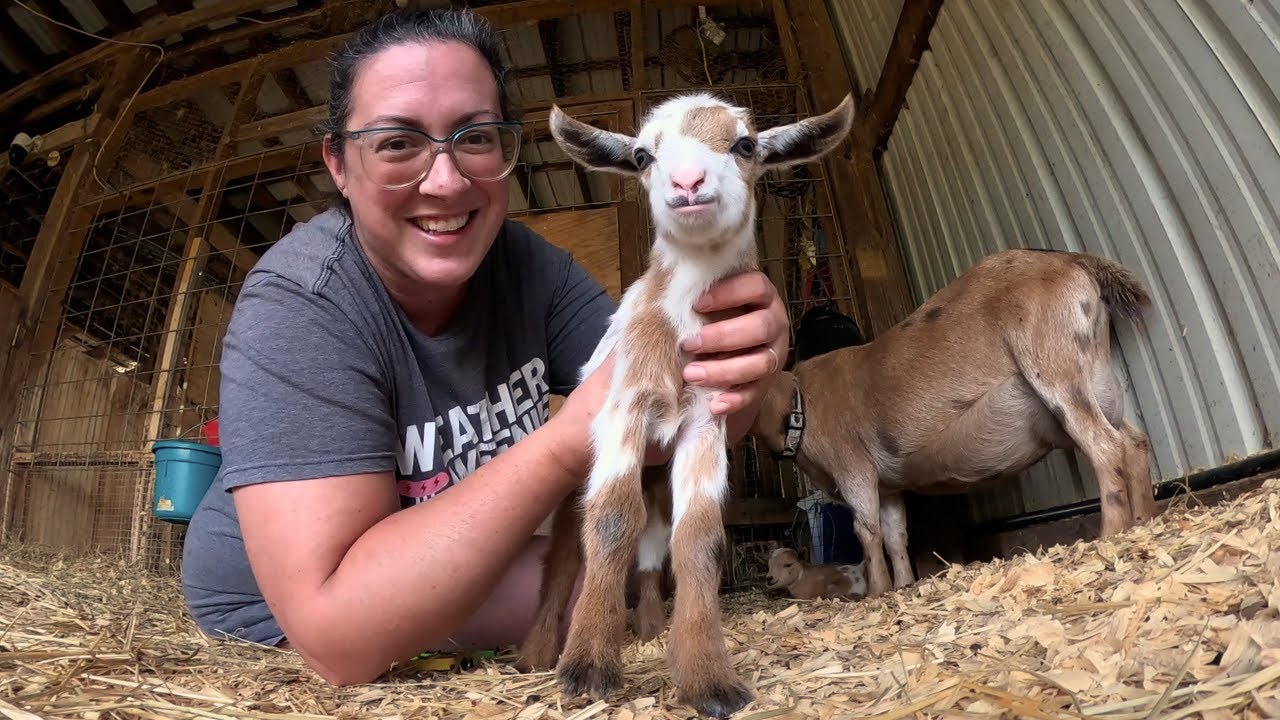 She Tricked Me AGAIN! Nigerian Dwarf Goat Birth Vlog: Stormy