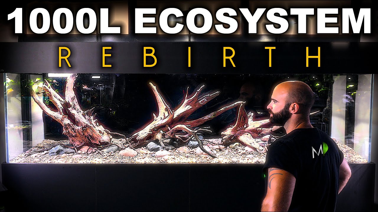 1000L ECOSYSTEM REBIRTH: An Aquarium Born Again