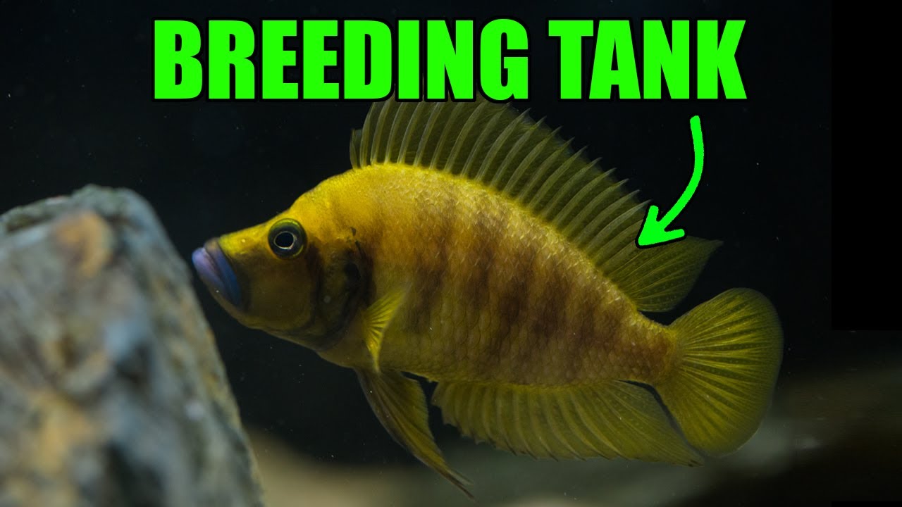 Setting up an Aquarium for Altolamprologus compressiceps