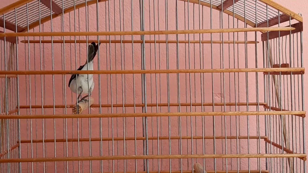 galo de Campina frio não faça isso se não vai esfriar mais ainda