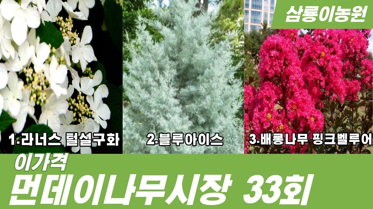 33회 먼데이나무시장(삼룡이농원👍)