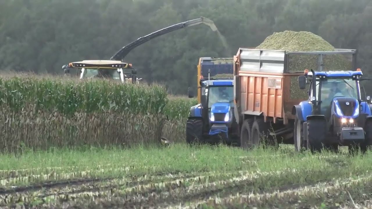mais hakselen met new holland fr550 forage cruiser met new holland  met new holland met dezeure