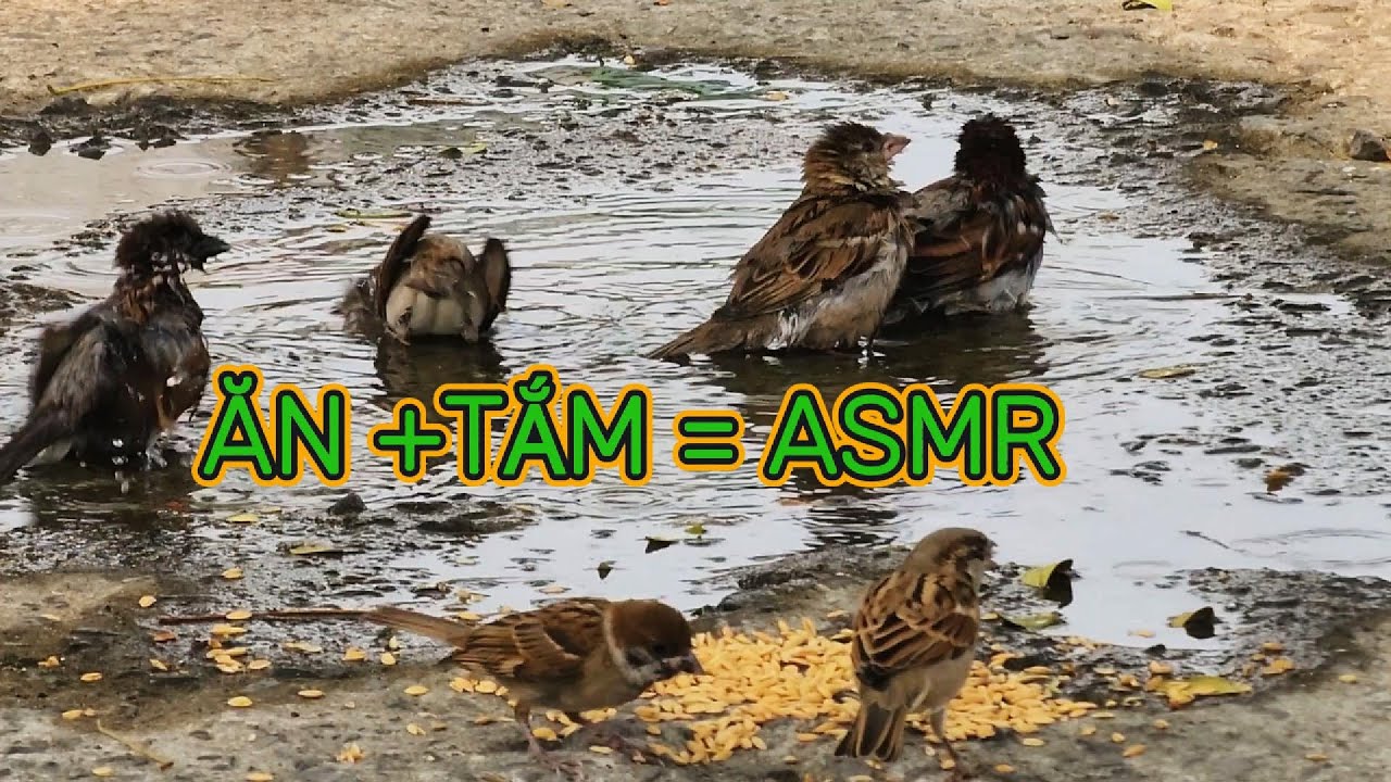 (TCCS #6)🎧Tiếng Chim Sẻ Ăn LúaTắm Nước - Âm Thanh Tự Nhiên (Real Nature Sound)