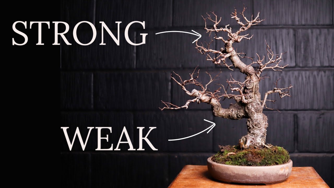 Elevate My Bonsai Elm Design
