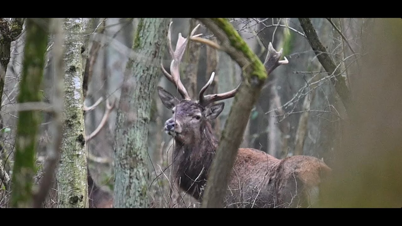 Podch&oacute;d jeleni byk&oacute;w w lesie,jeden chyba mnie wypatrzył