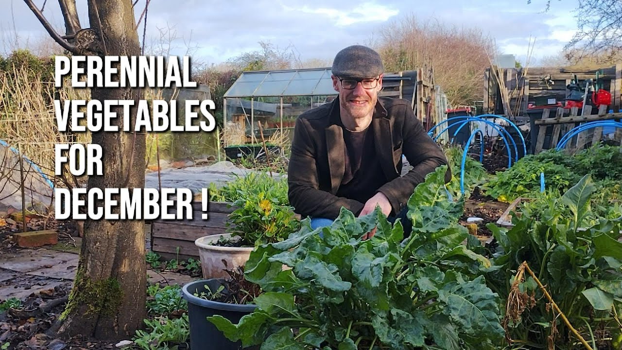 Four perennial vegetables to harvest in December for #selfsufficiency