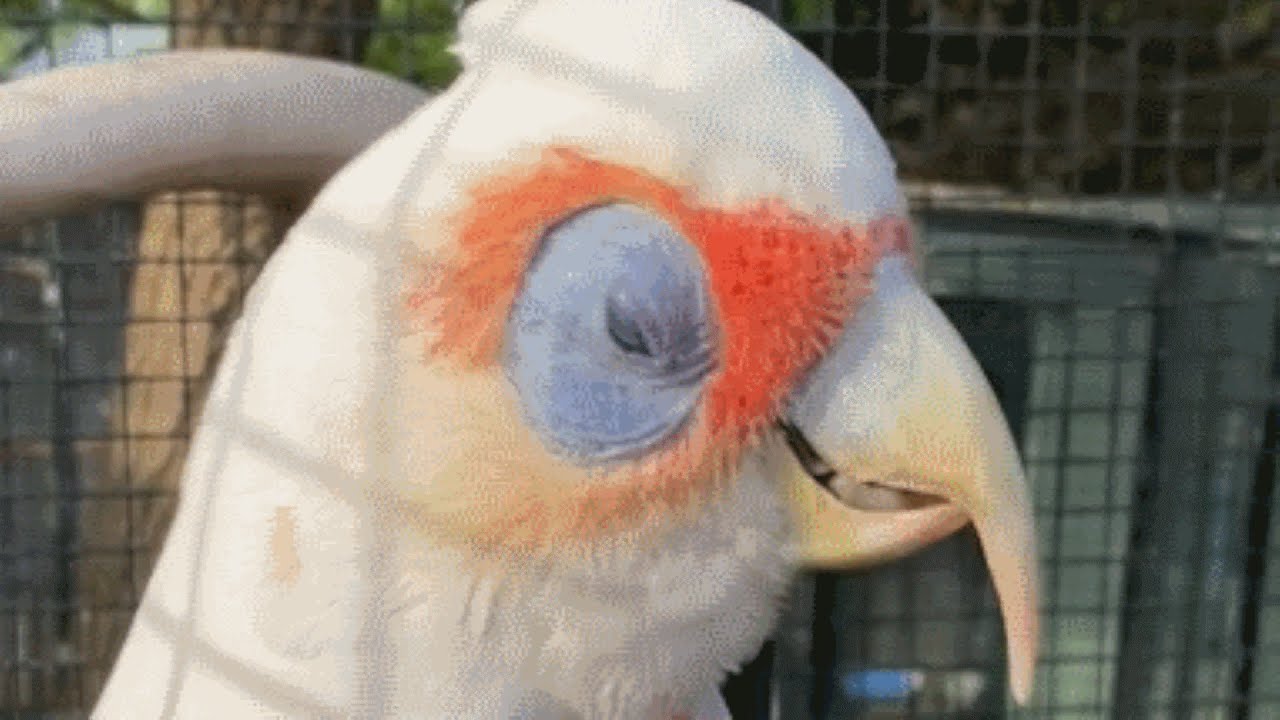 Bird was nearly put down because his owner passed away