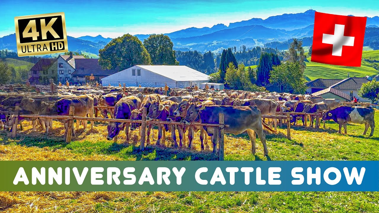 125th Anniversary of the Schwellbrunn Cattle Show with 750 Cows - a Unique Swiss Tradition 🐮🇨🇭🫶