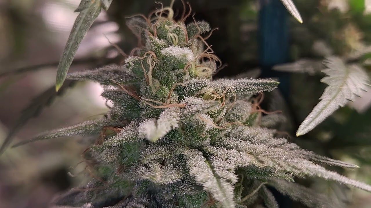 week 7 of flower exodus cheese, week 5 of flower mint chocolate og,