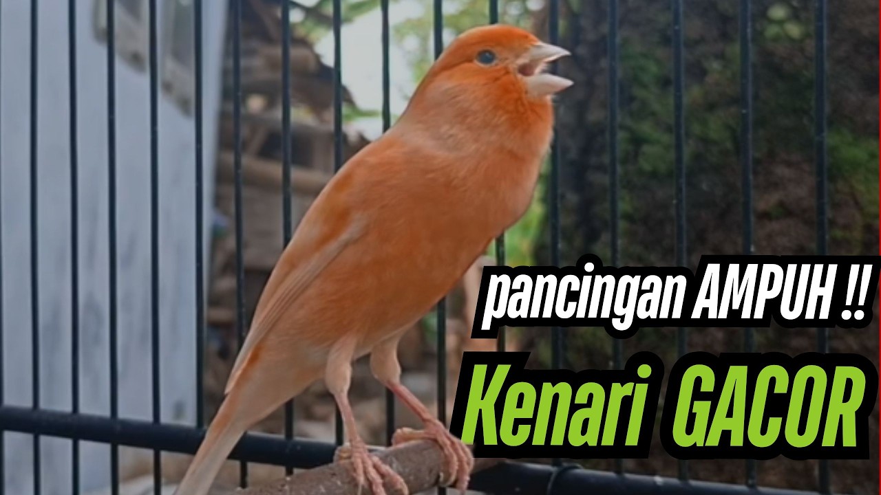 PANCINGAN KENARI CUIT CUIT AMPUH !! COCOK UNTUK MASTERAN & TERAPI KENARI MACET BUNYI AGAR GACOR 007