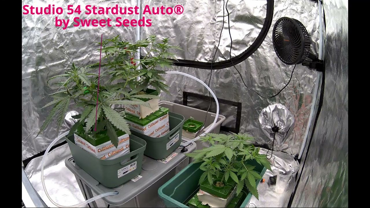 Little Timelapse of Studio 54 Stardust, Diablos Delight and Banana Blaze