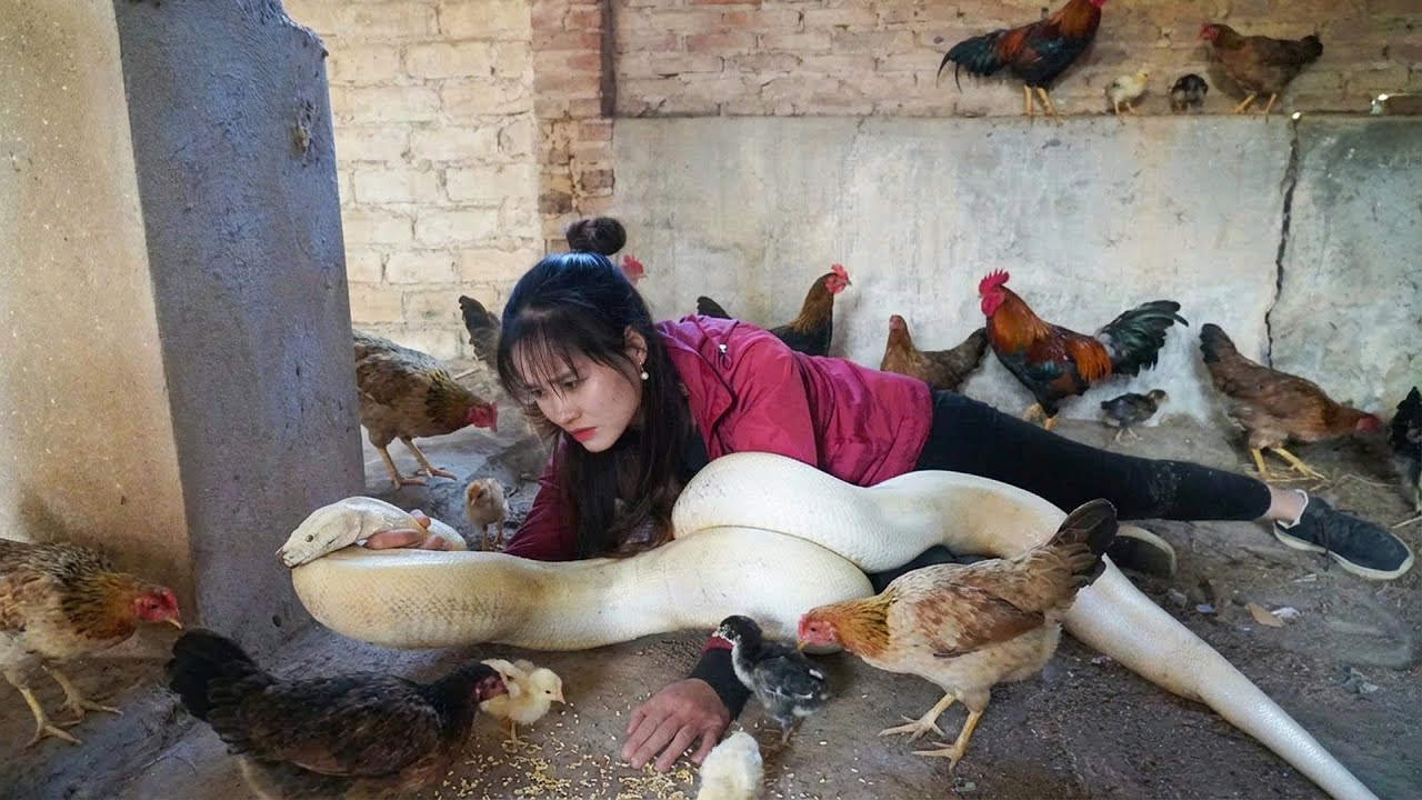 72 Hours Hunting a Giant White Python — Racing to Save the Chicken Farm! | Ly Tieu Lam