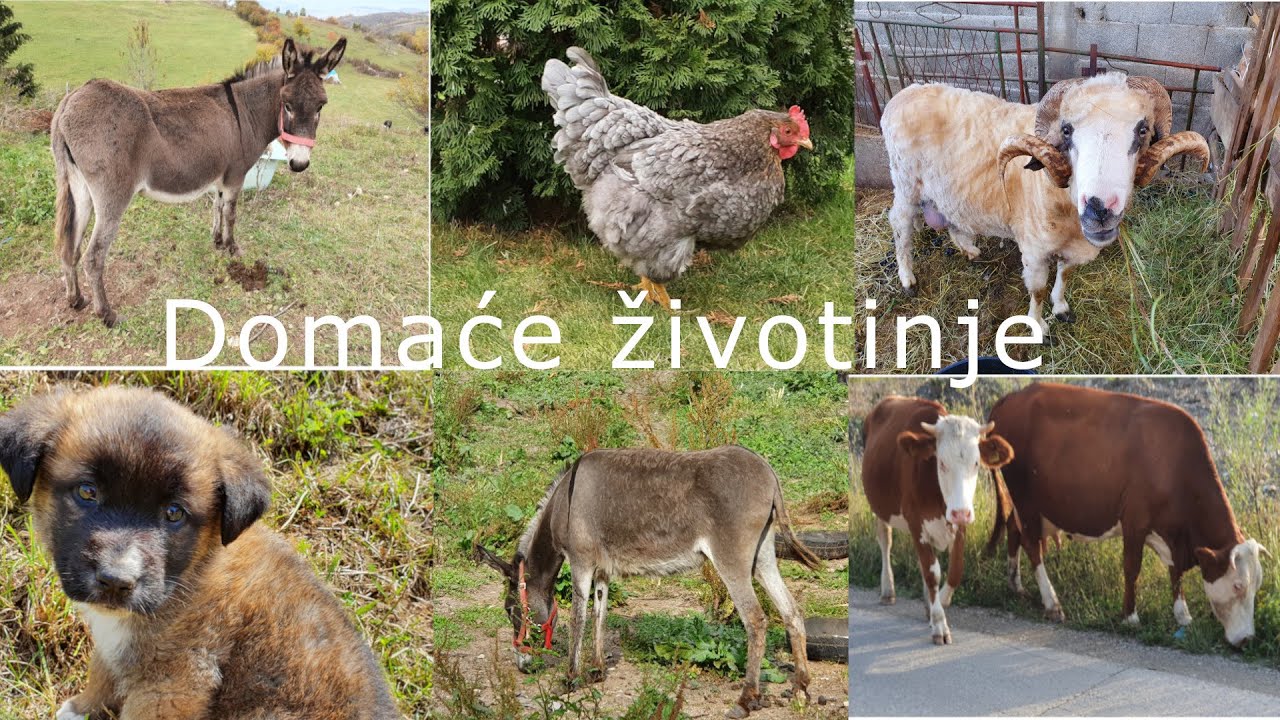 Domaće životinje