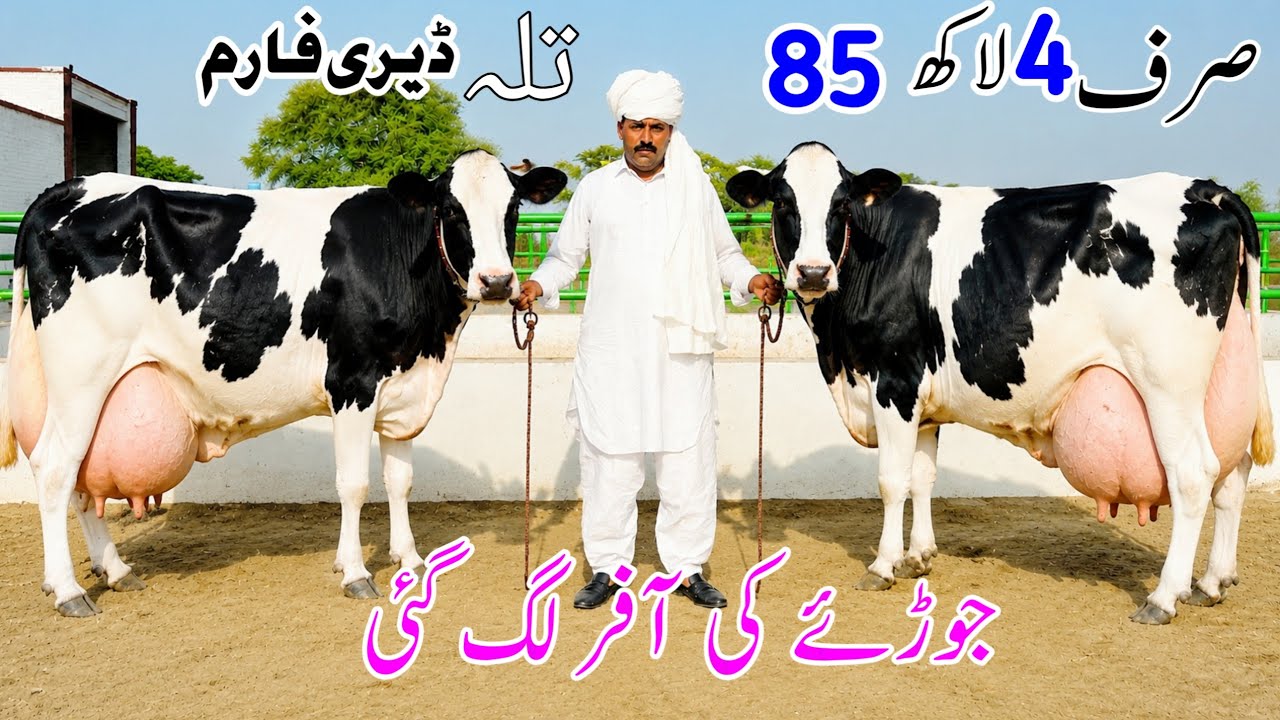 Tala Dairy Farm Pair Offer &ndash; Price Only 485,000 PKR