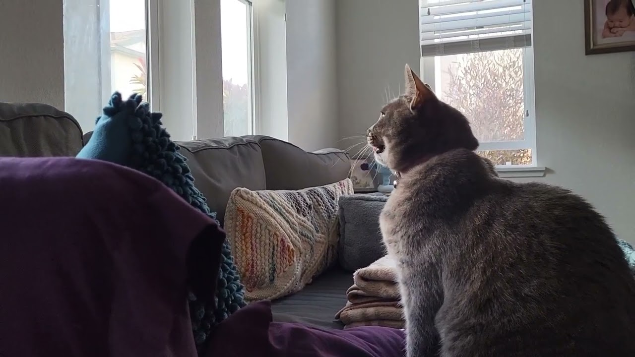 Sophia talks to Friends