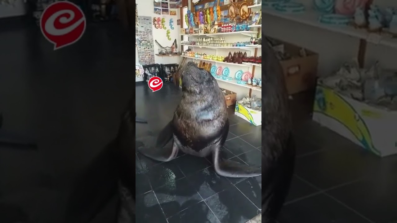 Un lobo marino 